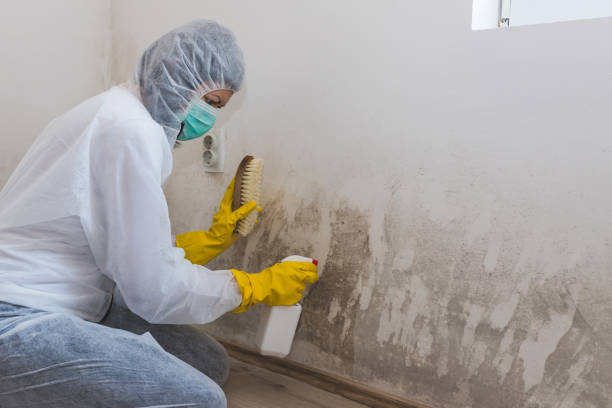 Best Emergency Mold Remediation  in Bonduel, WI